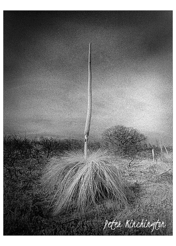 grass_tree_in_bloom_after__fire-peterkinchington.jpg